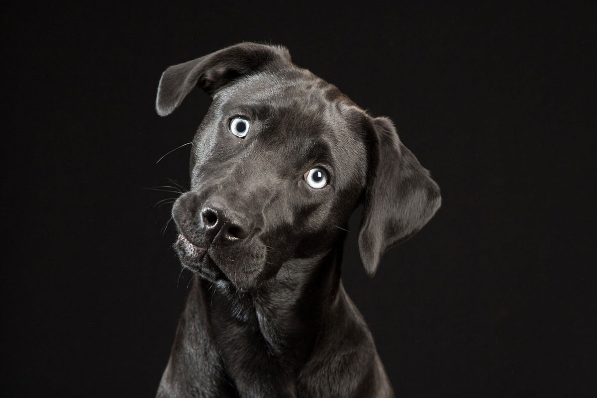 Black Dogs Project: Photographer unveils gallery of dark canines in a ...