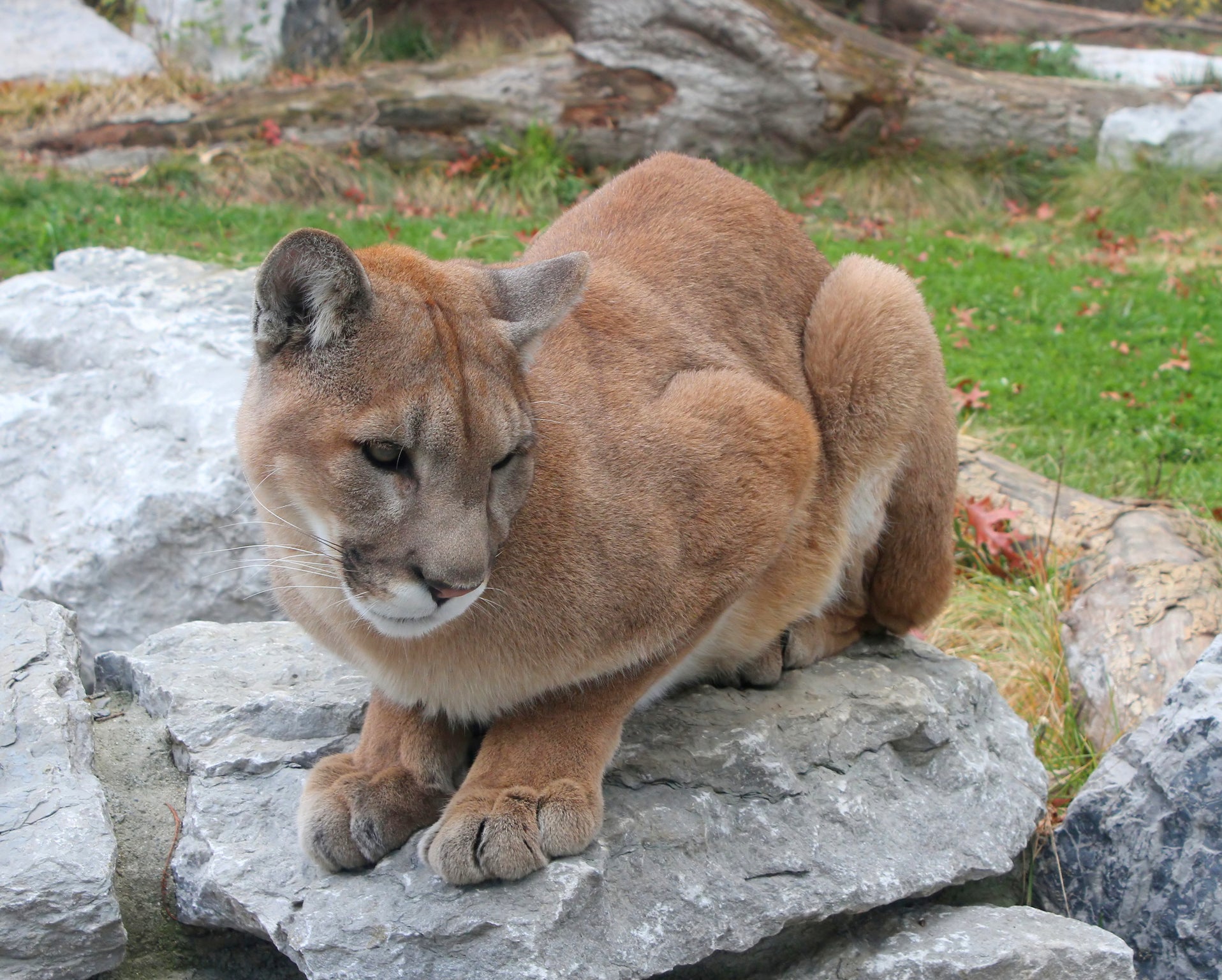 eastern puma in captivity