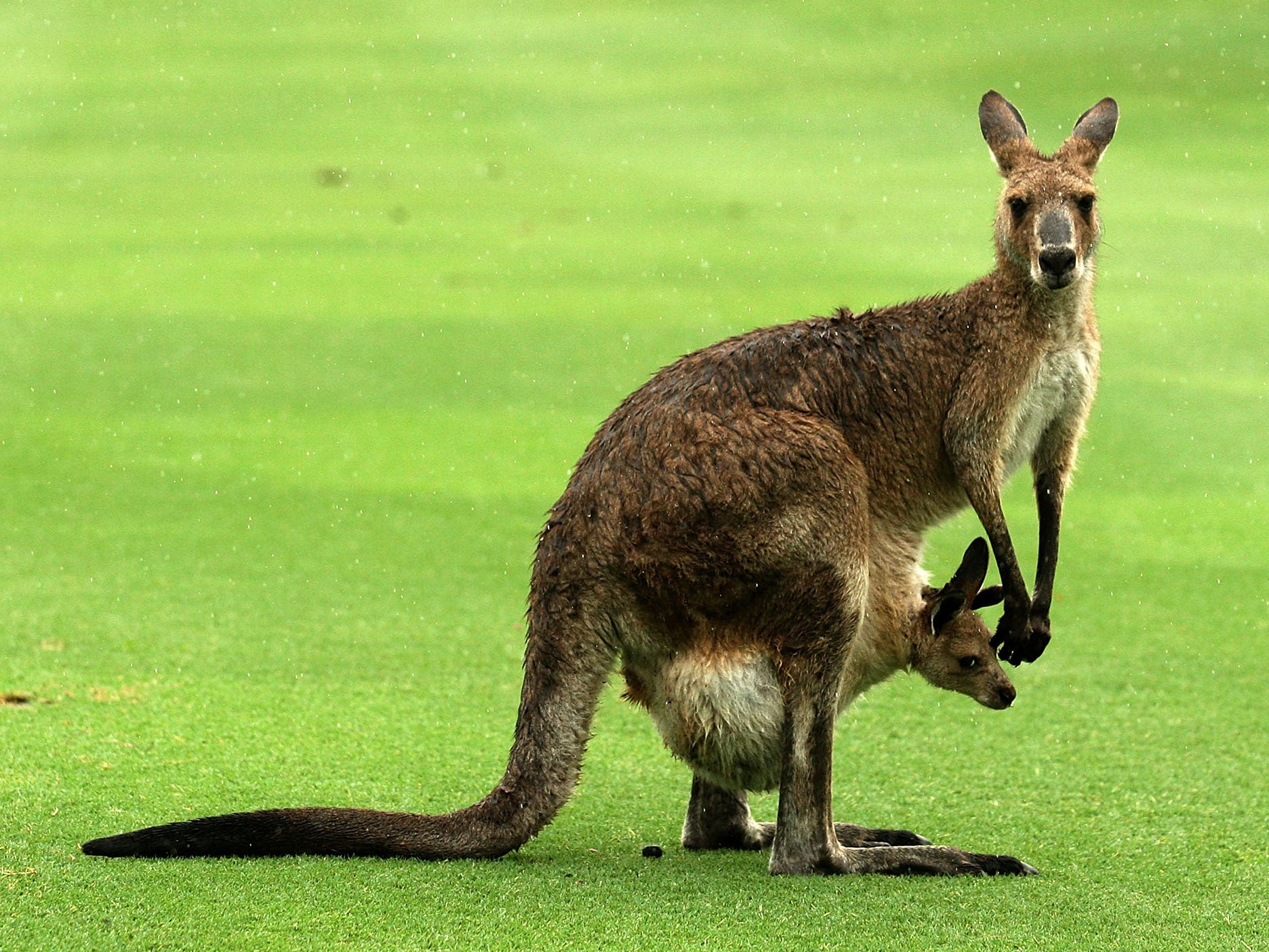 The discovery makes the kangaroos and other marsupials studied the only other animals apart from humans who show a preference for one hand over the other