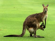 Scientists discover that most kangaroos are 'left-handed'