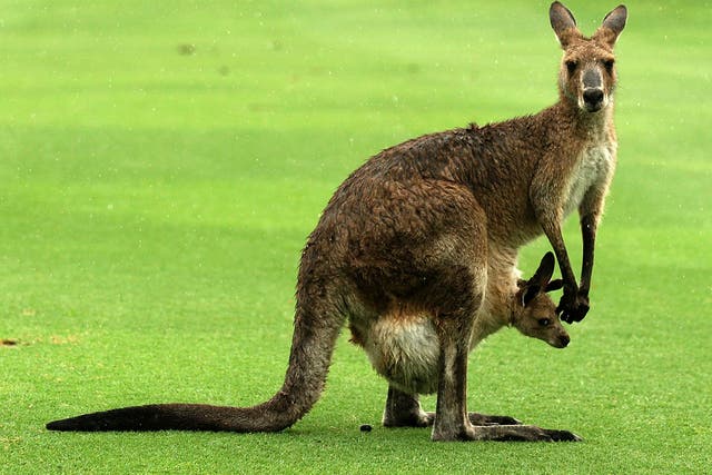 There are an estimated 50 to 60 million kangaroos in Australia