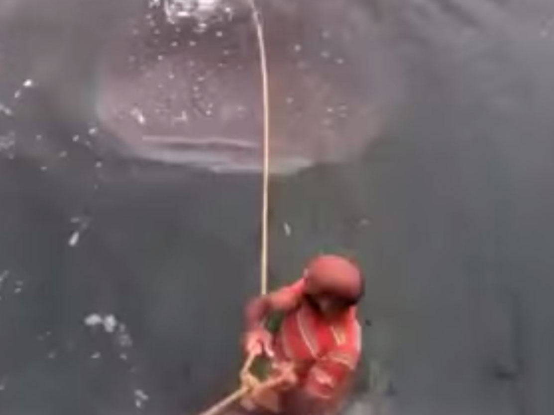 The film shows a man attempting to 'surf' on the back of a whale shark [Youtube]