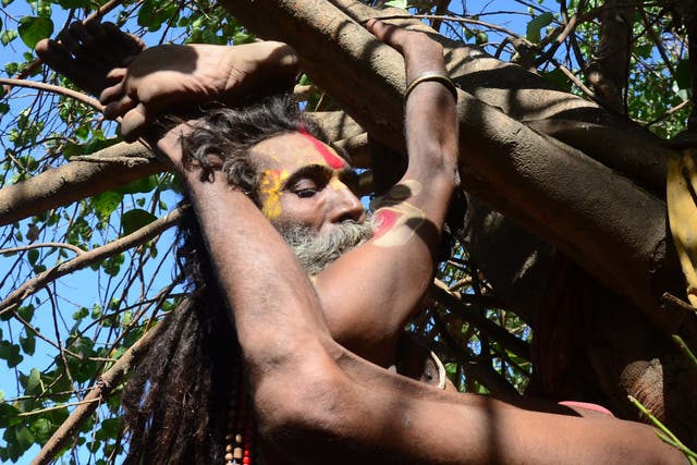 A sadhu performing Yoga in a tree on the occasion of 1st International Yoga Day in Allahabad today.