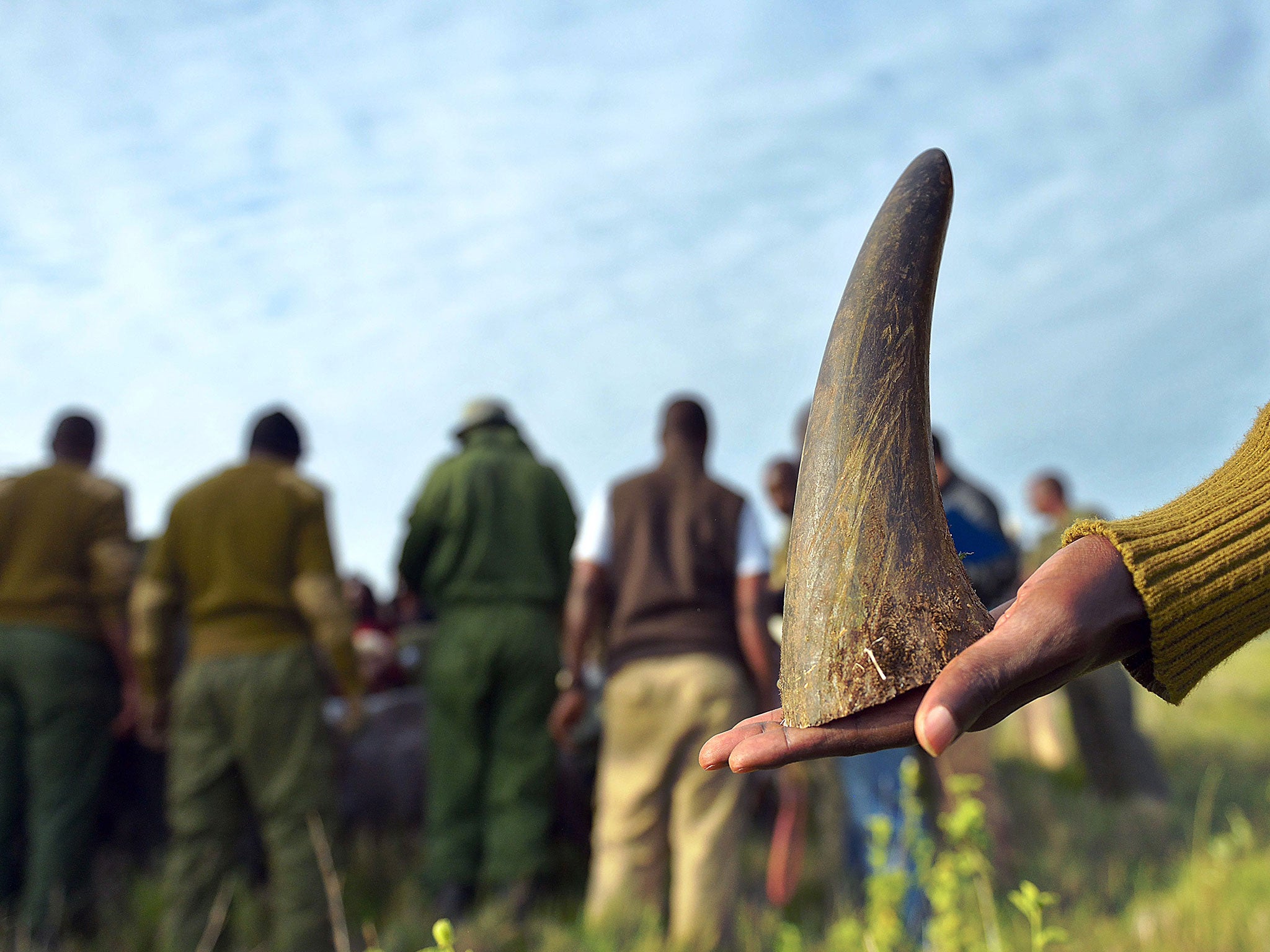 A member of a rhino-translocation team at Lewa wildlife conservancy holds-on to the sawed-off tip of a rhino horn as others process a sedated Black rhinocerous for general health condition in the background.