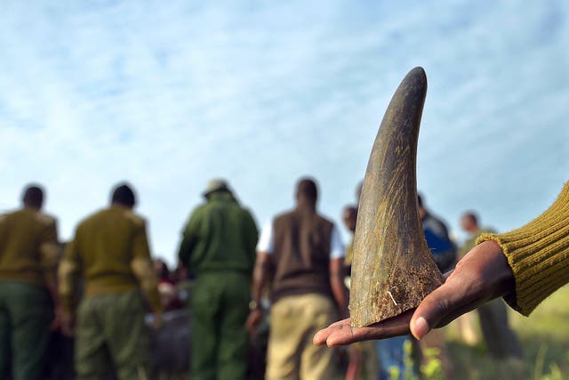 A member of a rhino-translocation team at Lewa wildlife conservancy holds-on to the sawed-off tip of a rhino horn as others process a sedated Black rhinocerous for general health condition in the background.