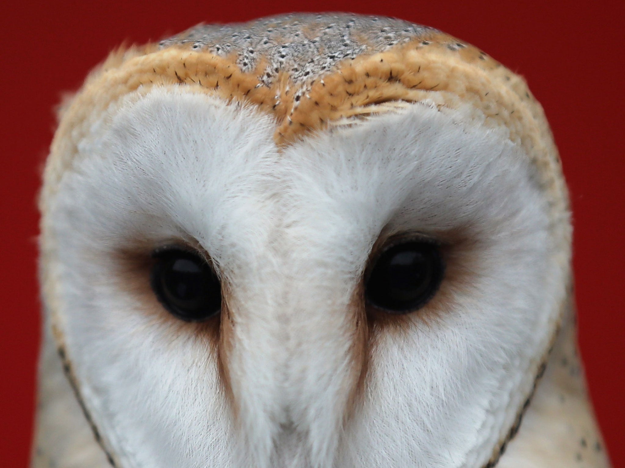 Barn owls’ silent flight inspired the technology