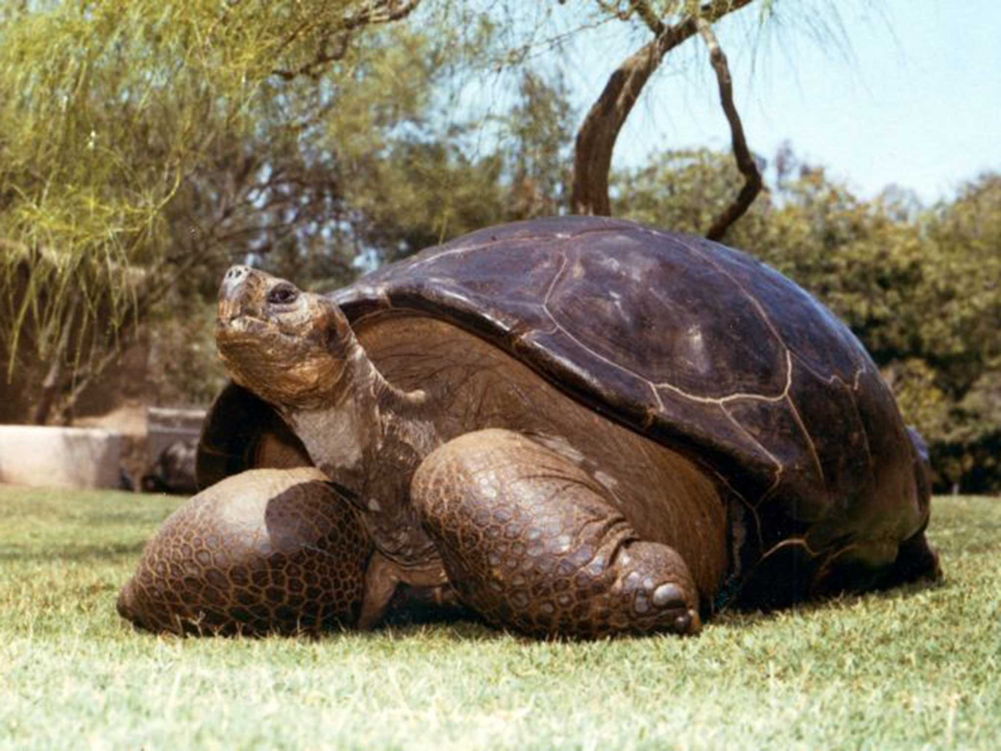 Speed the Galapagos tortoise in an undated photograph