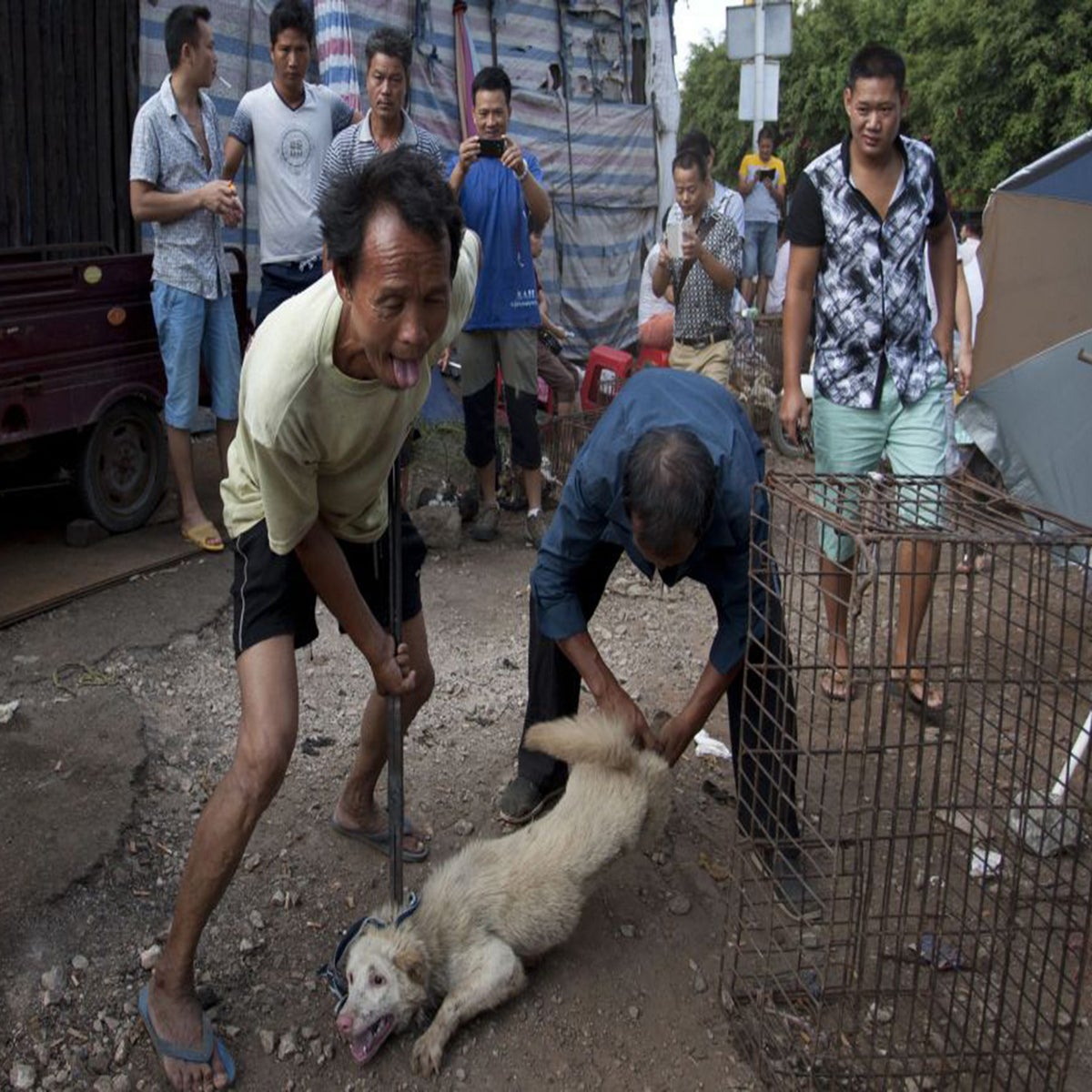 Yulin dog meat festival: Chinese city retains its appetite despite months  of protests | The Independent | The Independent