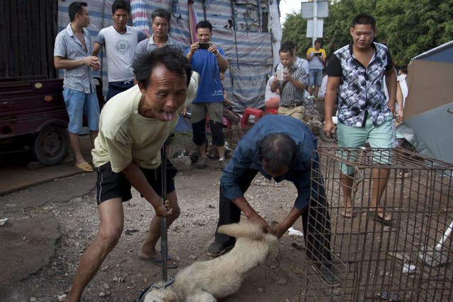 Vendors tie a dog before butchering it at the Yulin Dog Meat Festival in southern China’s Guangxi province, yesterday. The dog meat trade has increased in recent years