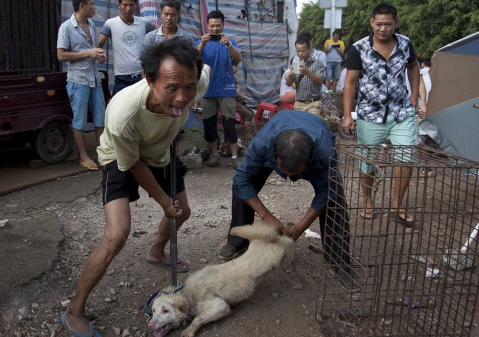 Yulin Dog Meat Festival 2016: What is it? When and where does it ...