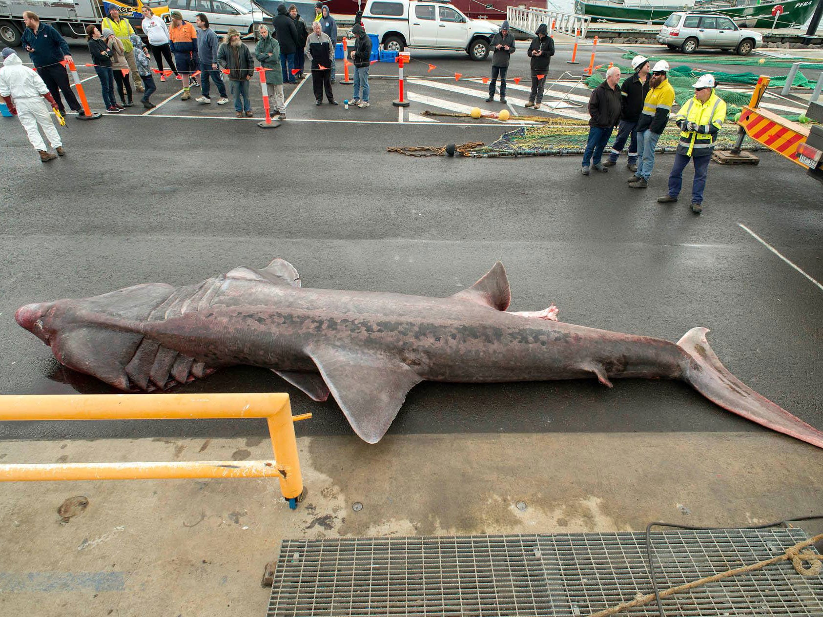 The 6.3m basking shark was caught off the west coast of Victoria