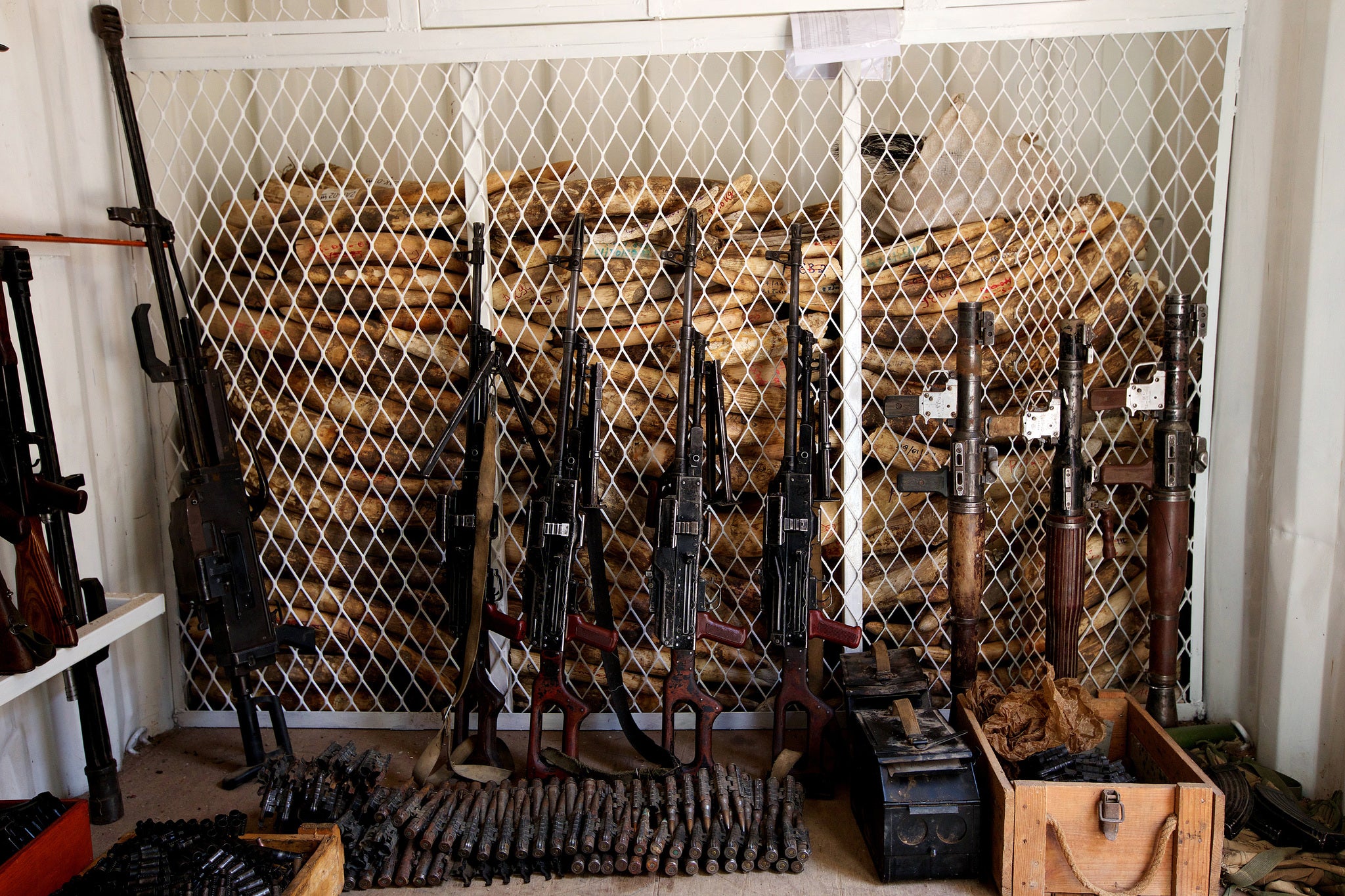 Tusks seized in the Zakouma National Park, in Central Africa, are stacked high