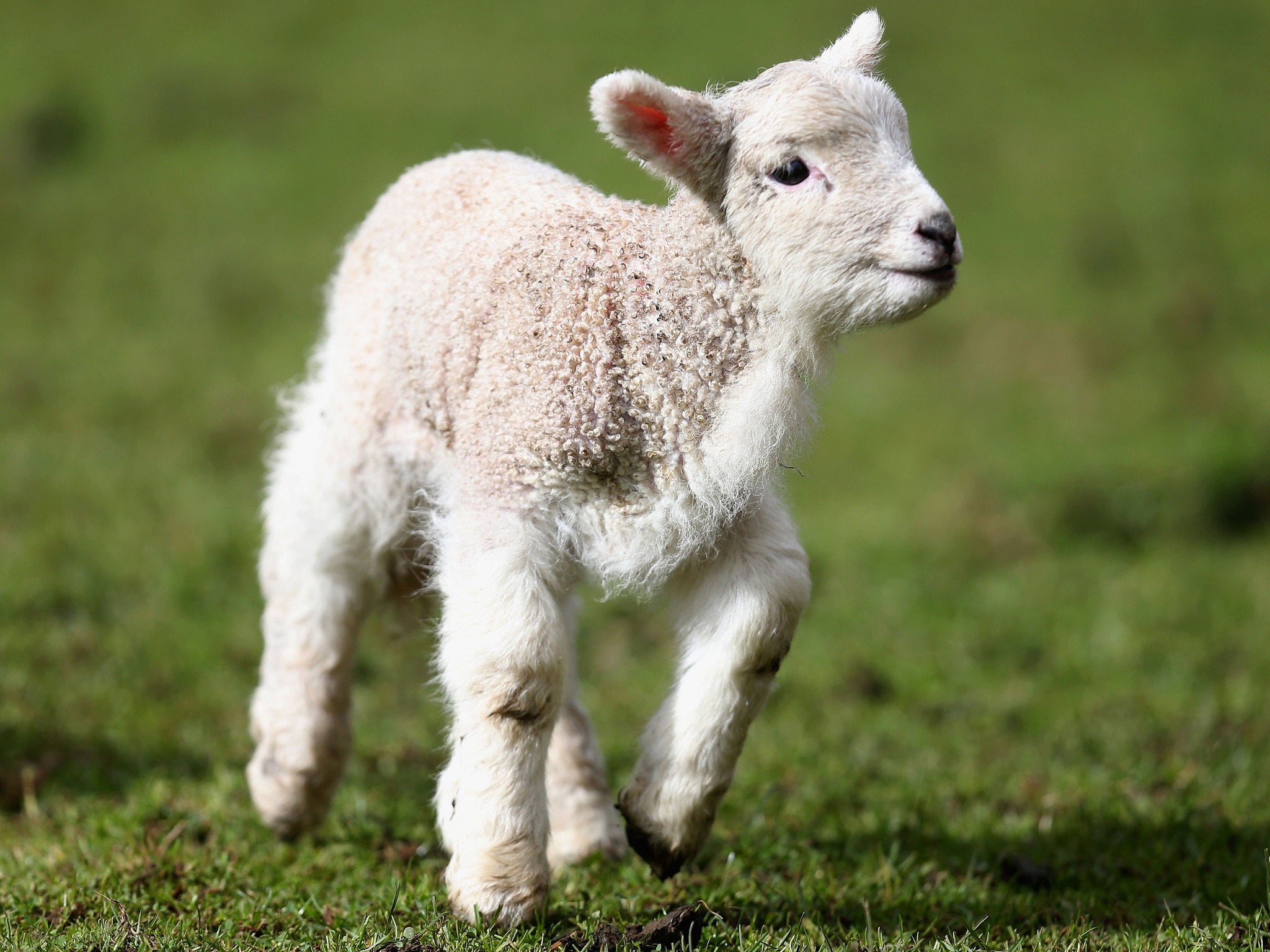 The lamb, intended for use as a research animal, made its way into the food chain