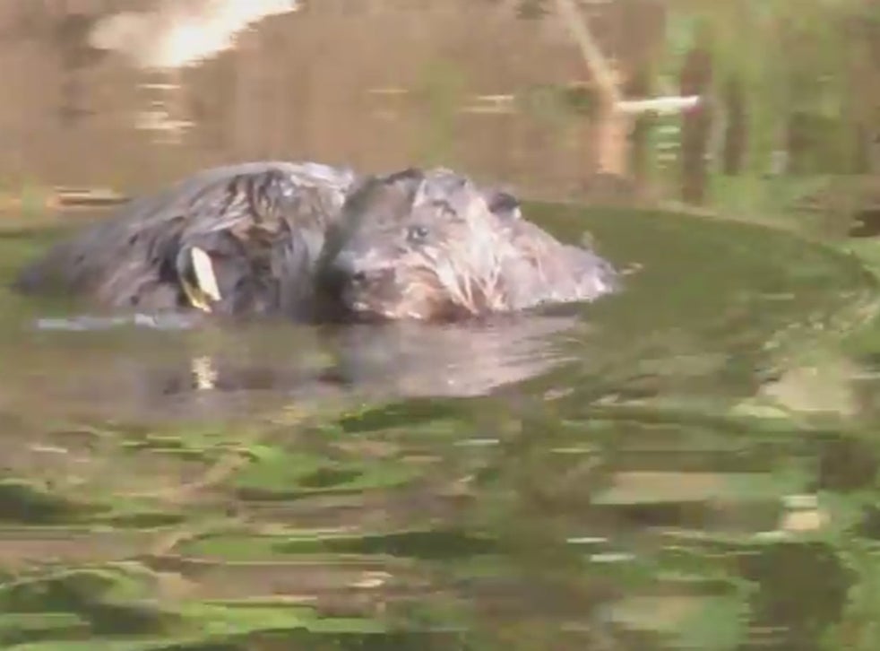 Beavers are back: England's first beaver colony in centuries has young