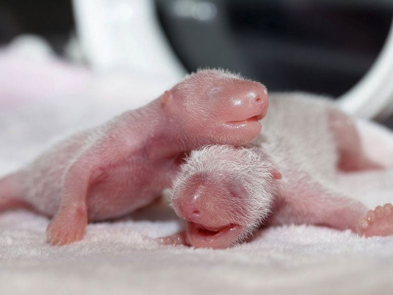 The tiny panda cubs are living in an incubator at the Giant Panda Research Base in Chengdu, China