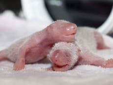 Twin baby pandas born in China after mother artificially inseminated