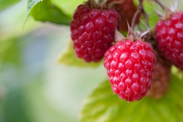 Think of Scotland when you plant raspberries because they like a slightly acid soil