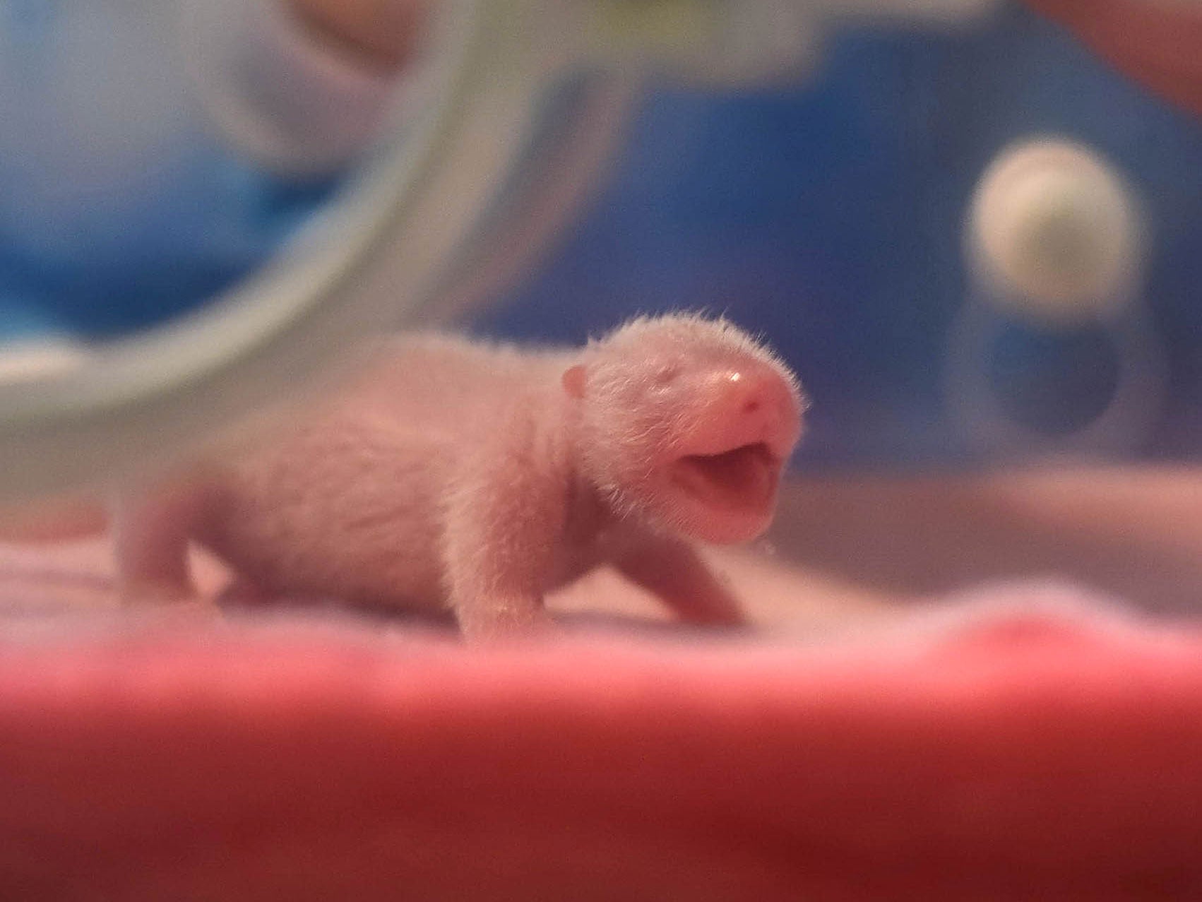 The baby panda twins were born at a breeding centre for the animals in China