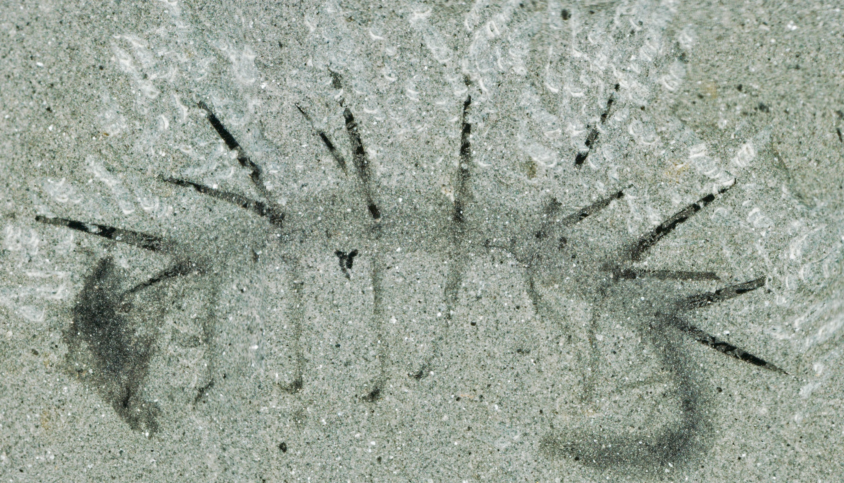 The Hallucigenia fossil is 15mm long