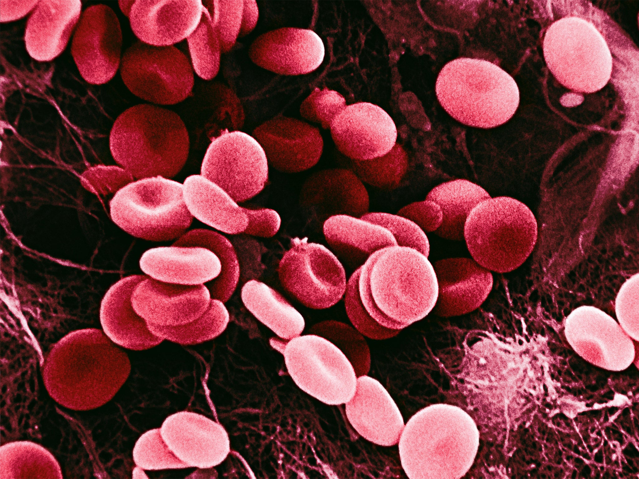 How does the human body build red blood cells?