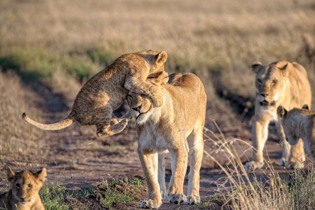 This picture of a lion cub jumping on its mother's head in Kenya was one of the entrants in the National Geographic Traveler Photo Contest 
