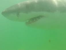 Marine biologists capture GoPro video of 15ft female shark off Cape