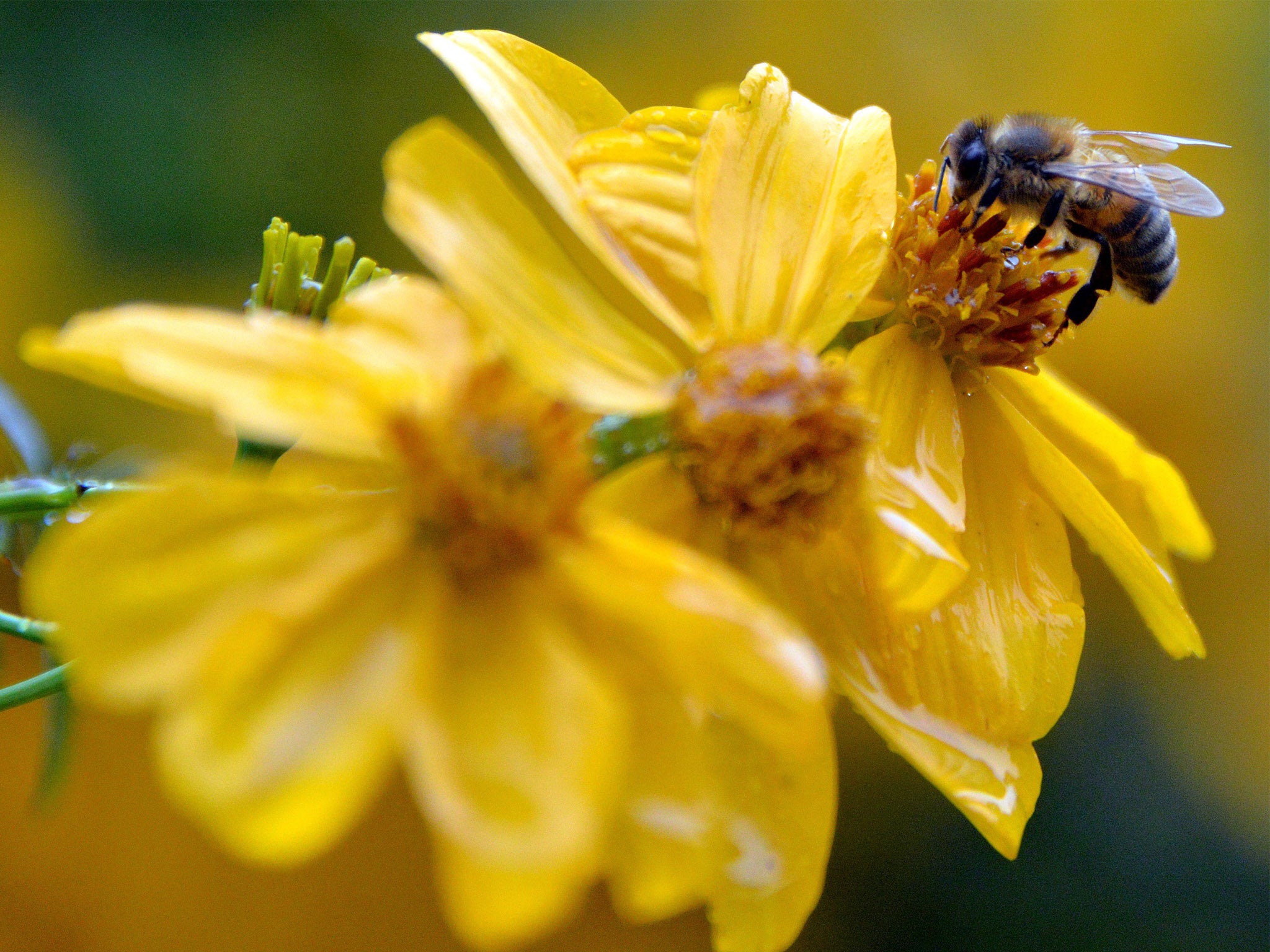 A bee collects nectar from a flower on a rainy day in Sydney on 17 June 2015.