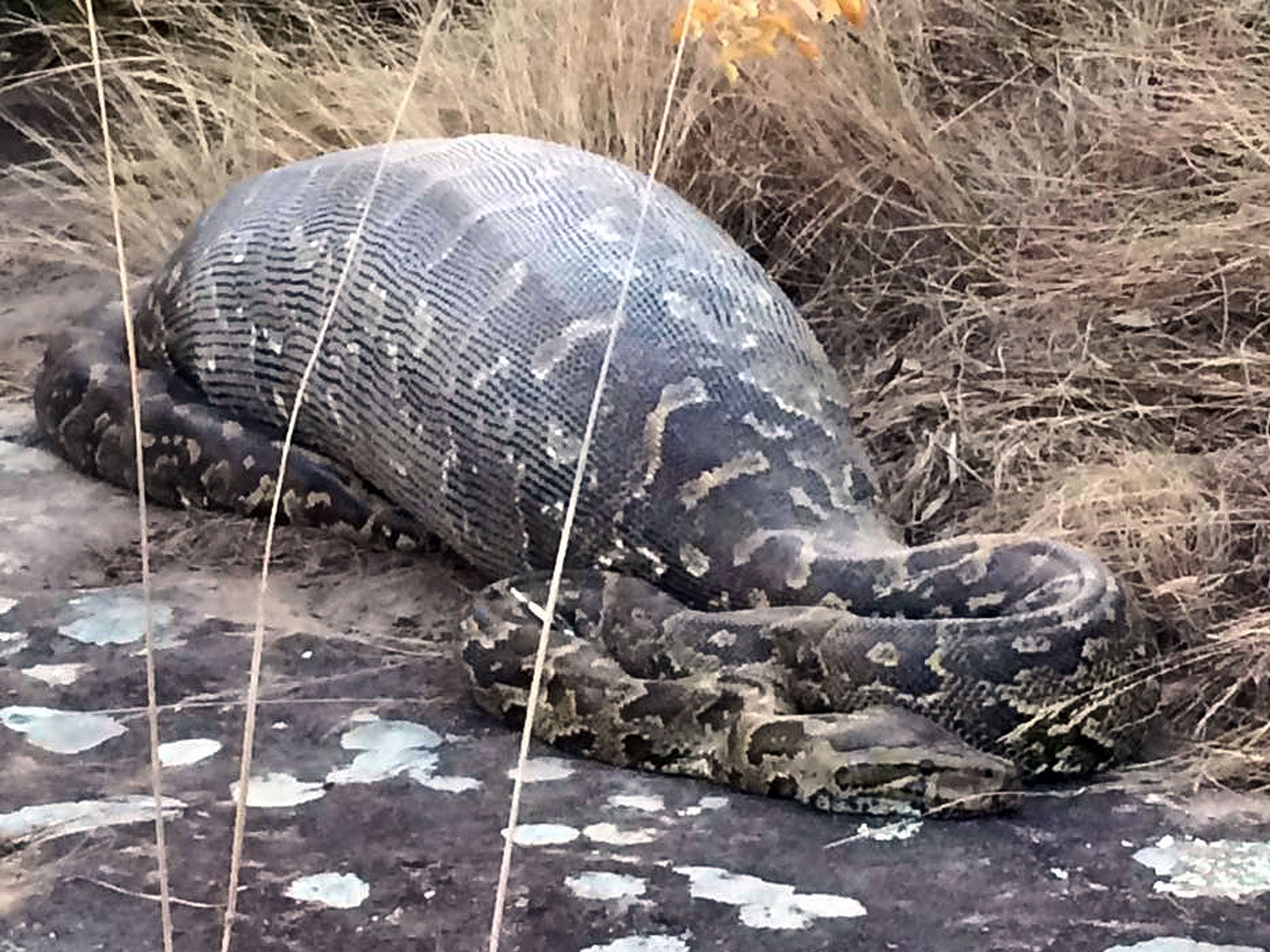 The bloated 3.9 metre African rock python was found by a mountain biker, lying next to a cycle track at Lake Eland Game Reserve, near Port Shepstone