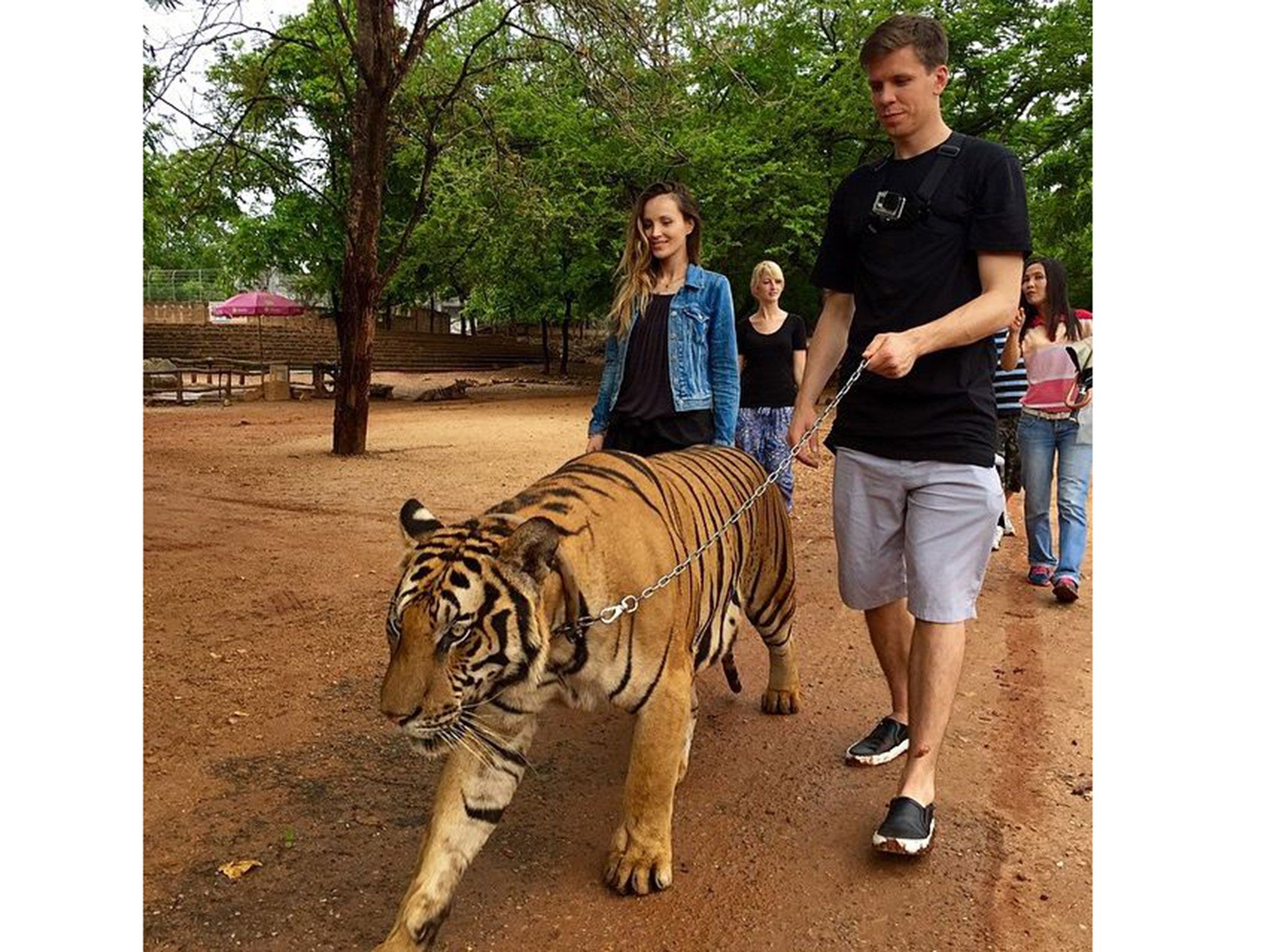 Wojciech Szczesny walks a tiger while on holiday