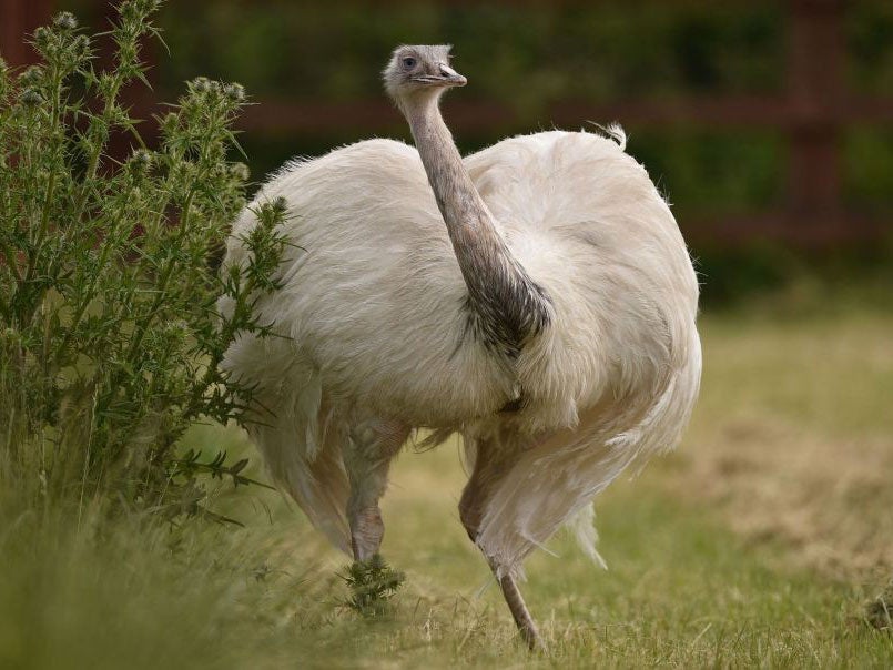 The female partner of the missing Rhea bird has reportedly been pacing their field looking for him