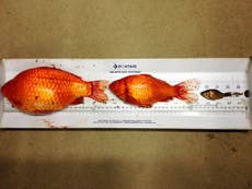 Giant goldfish found in Australian rivers after being released by pet owners