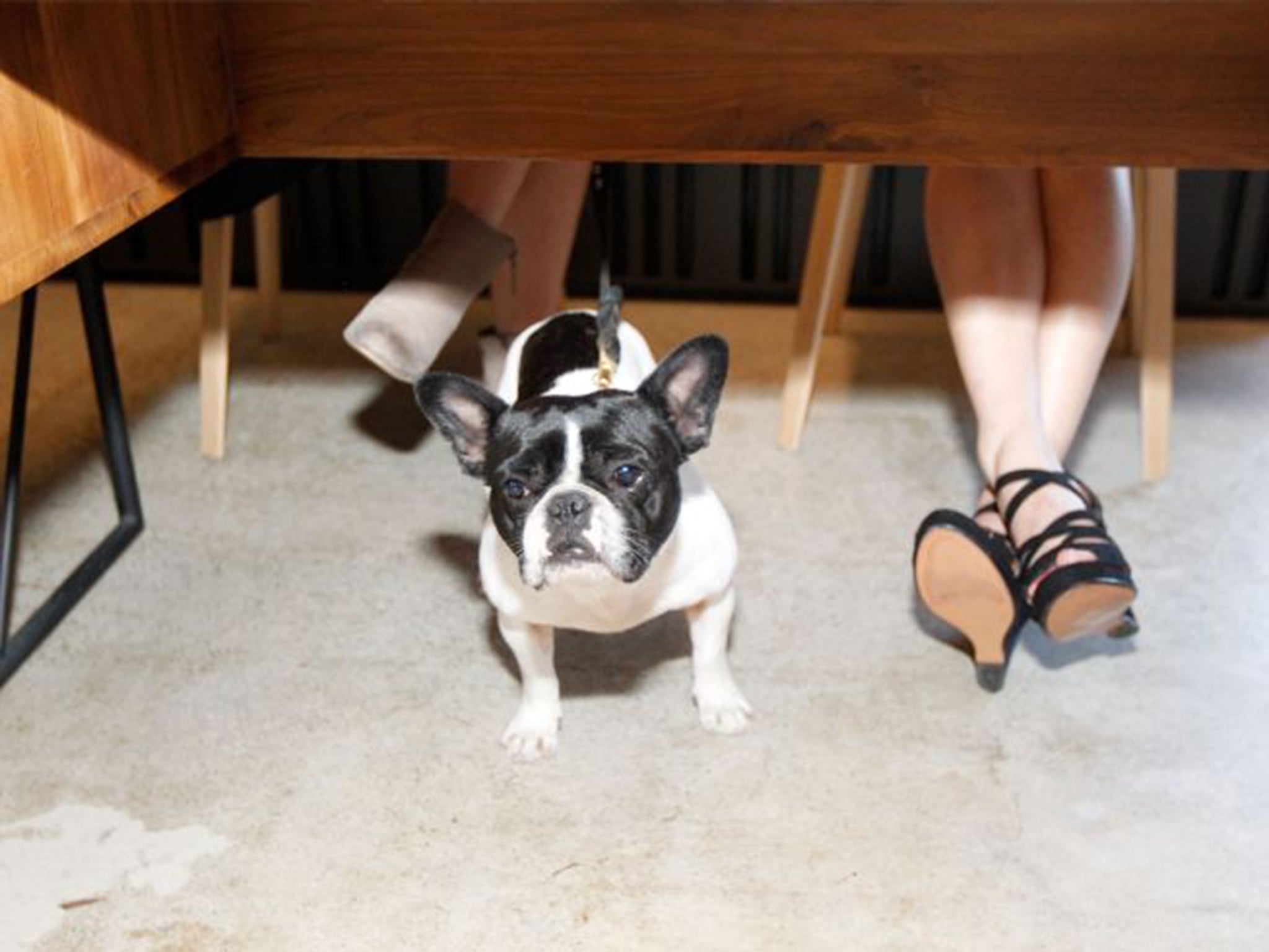 Working like a dog: an employee’s French bulldog hangs out in the office of the magazine ‘Wired’