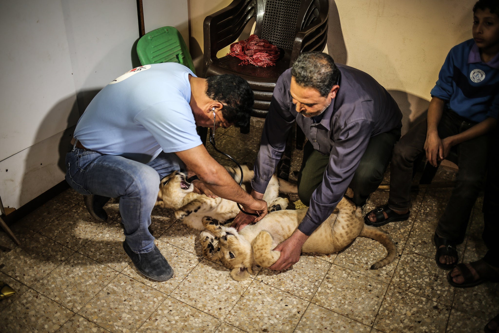 Four Paws workers check the health of the lion cubs