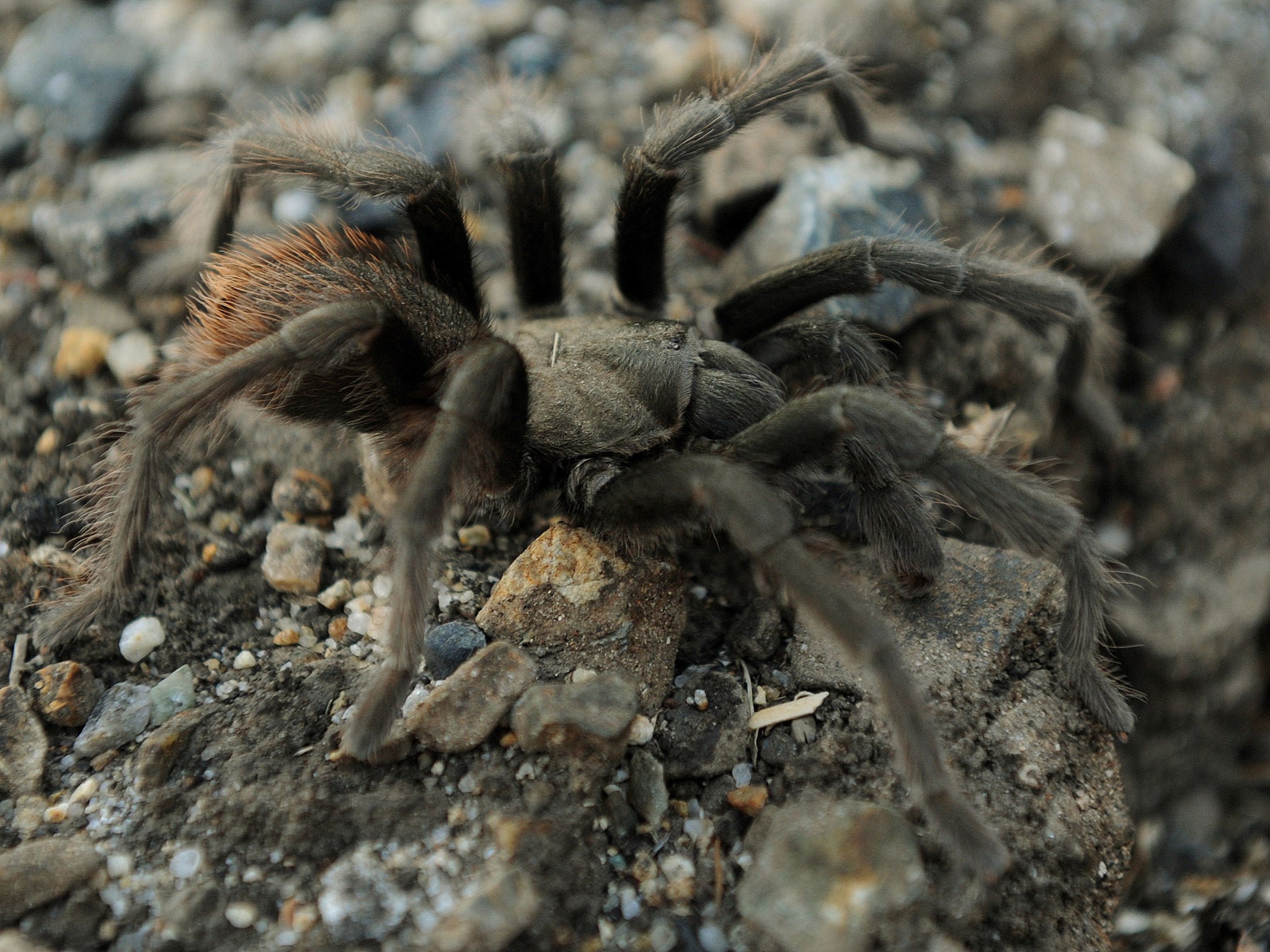 The discovery of the spider cluster could be good news for the tiny community that is nearby