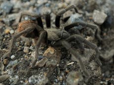 Discovery of 25,000 diving tarantulas could prove lucrative for tiny Australian community