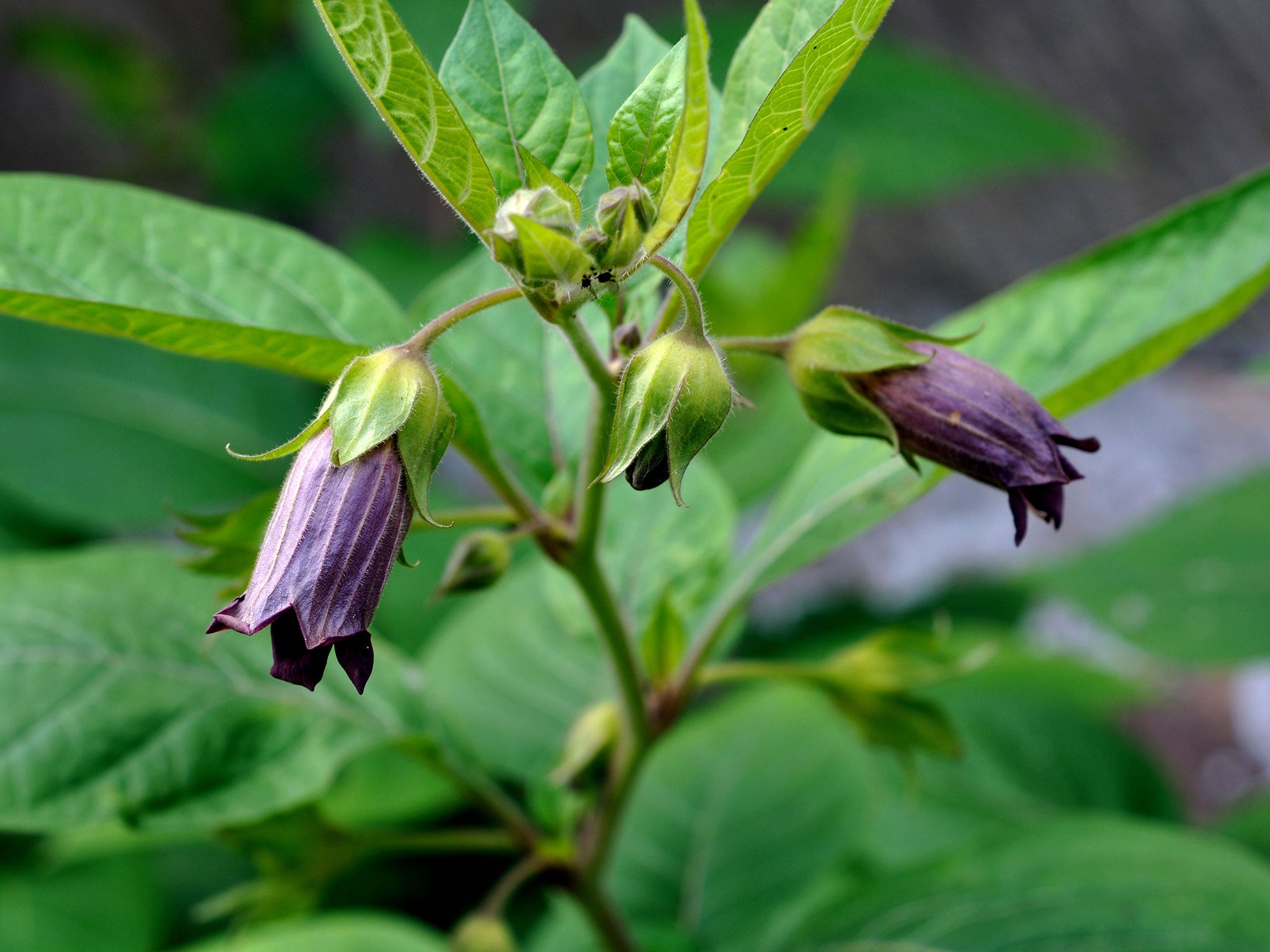 Beautiful Poisonous Flowers