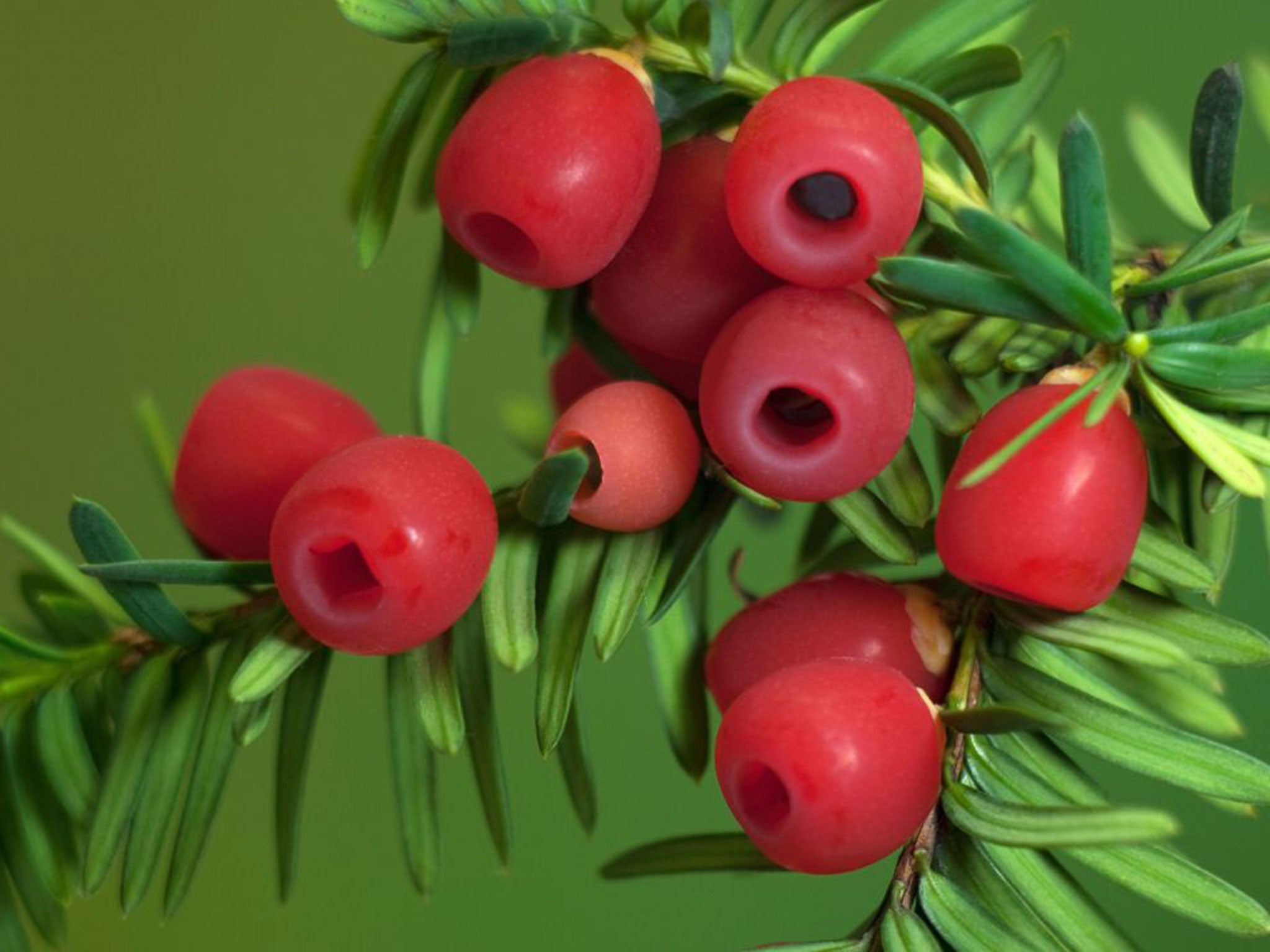 English Yew (Taxus baccata), underside of twig with berries