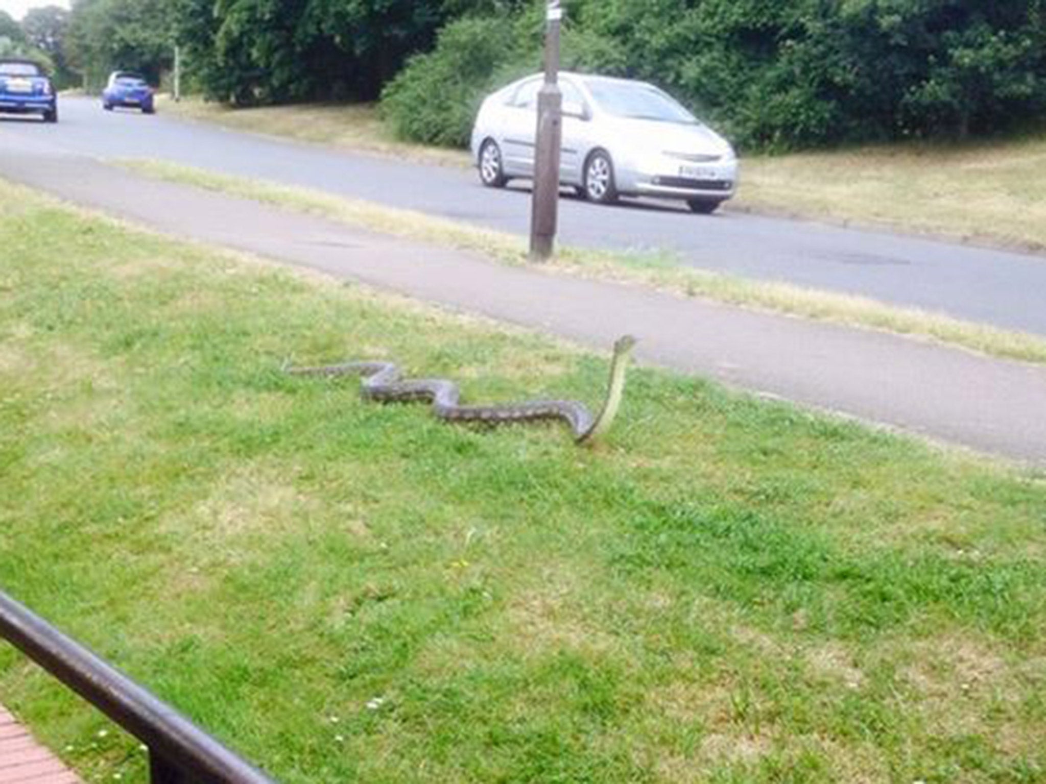 Sarah Bick posted the image of the snake on Facebook