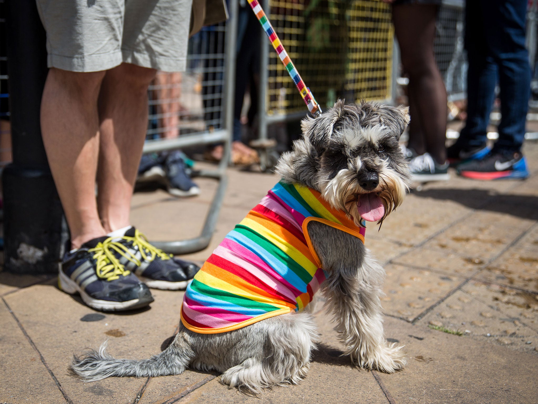 A dog is dressed in a rainbow coat