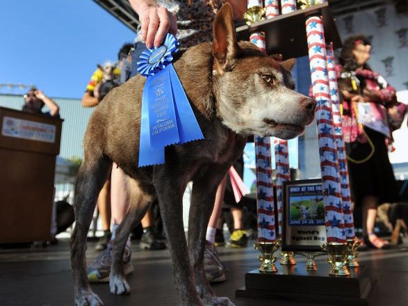 Quasi Modo, the world's ugliest dog, proudly wears her rosette at the competition in California on Friday