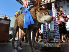 World’s ugliest dog: Quasi Modo the Pit bull-Dutch Shepherd cross take