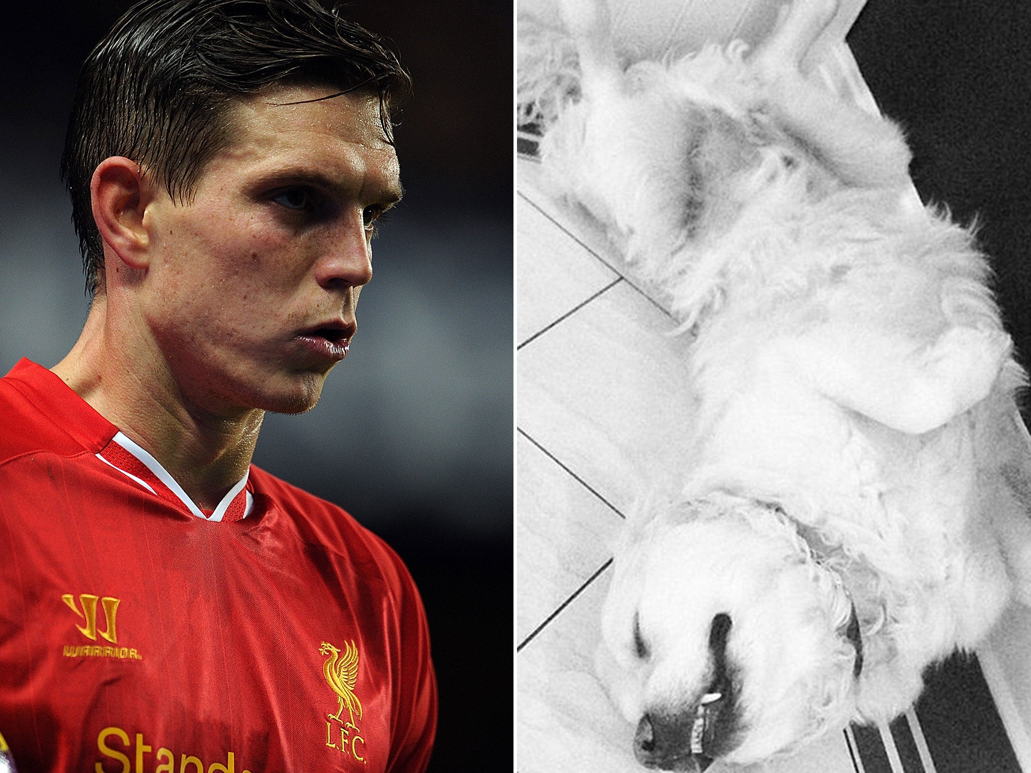 Daniel Agger dog killed: Groomer ordered to pay £2,970 following death of  ex-Liverpool defender's Golden Retriever | The Independent | The Independent
