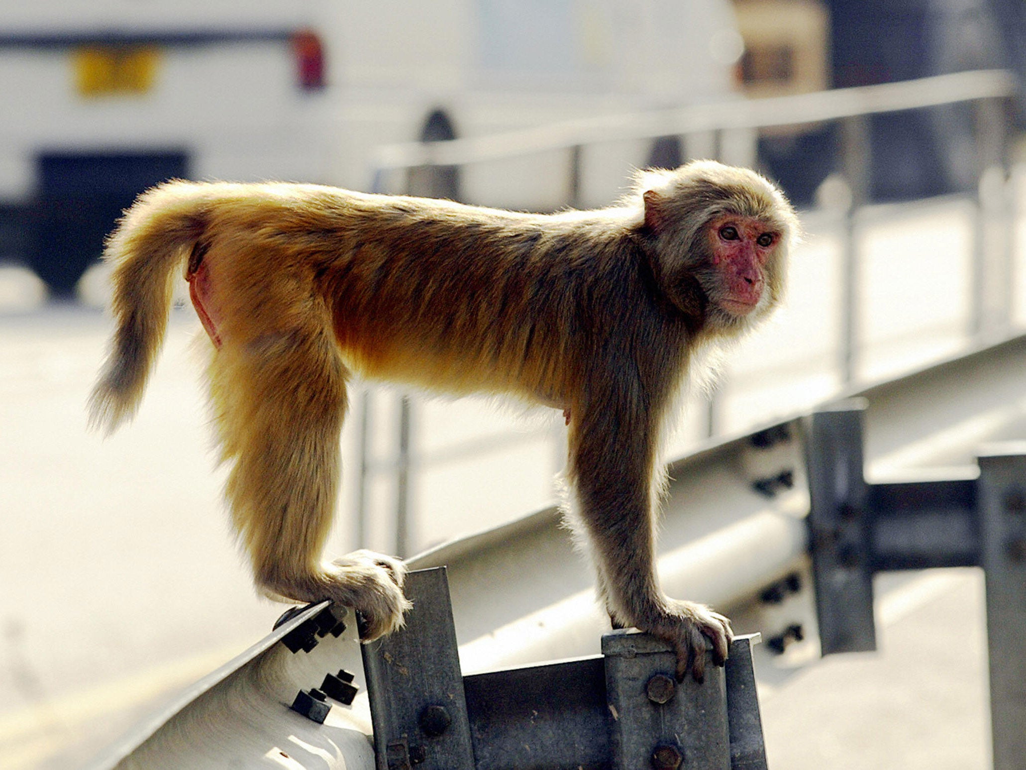 A rhesus macaque in Hong Kong