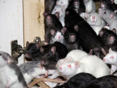 Animal rescue workers found 300 rats living in the man's Munich apartment (Tierschutzverein München)