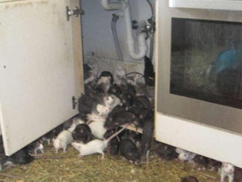 The rats were found nesting in drawers, behind cupboards and under the bed