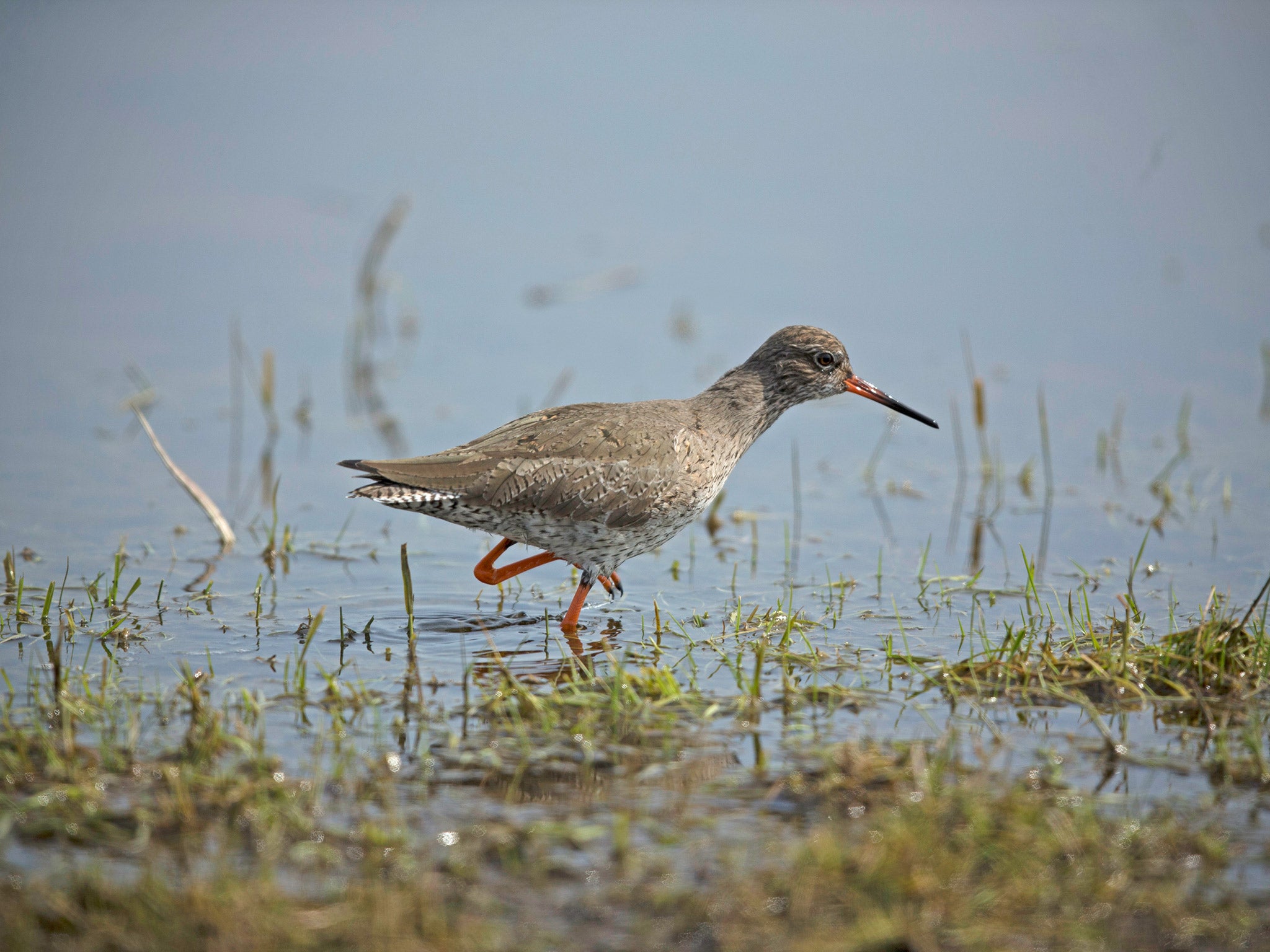 The loss of wetlands has prompted concerns from wildlife experts about the disappearance of important habitats and the natural services such as flood protection they provide. File photo (Getty)