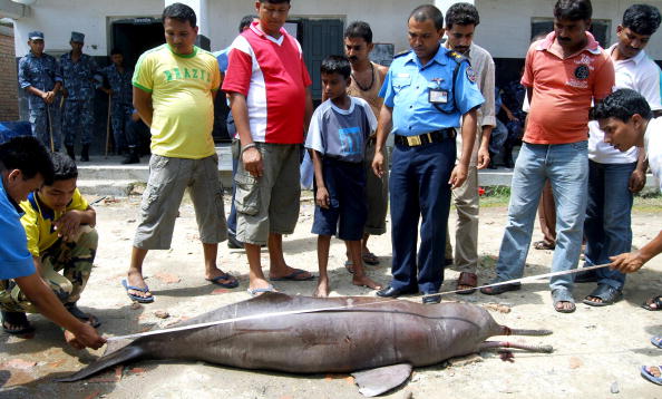 This Ganges River dolphin washed killed by local fisherman in Nepal in 2008 (via BHIM GHIMIRE/AFP/Getty Images)