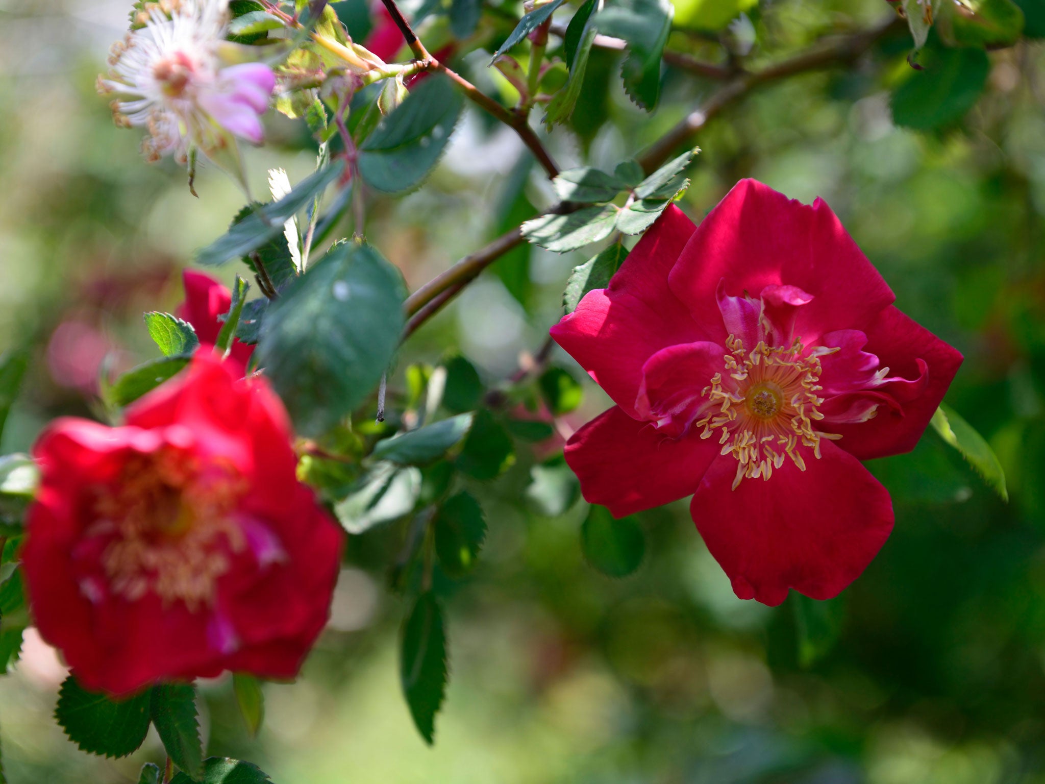 Some plants, such as Eddie's Jewel, need protecting