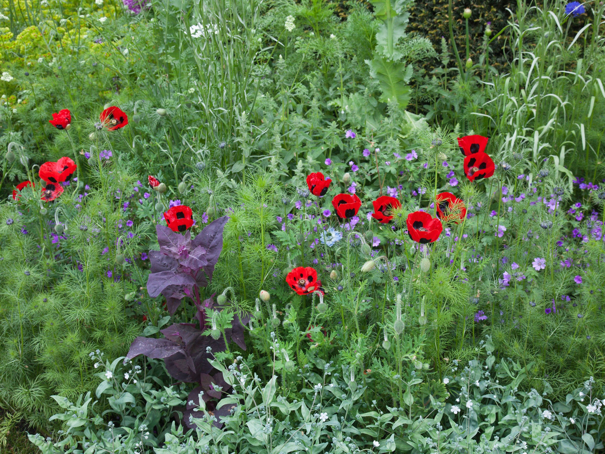 Love-in-a-mist and poppies can be allowed to run wild