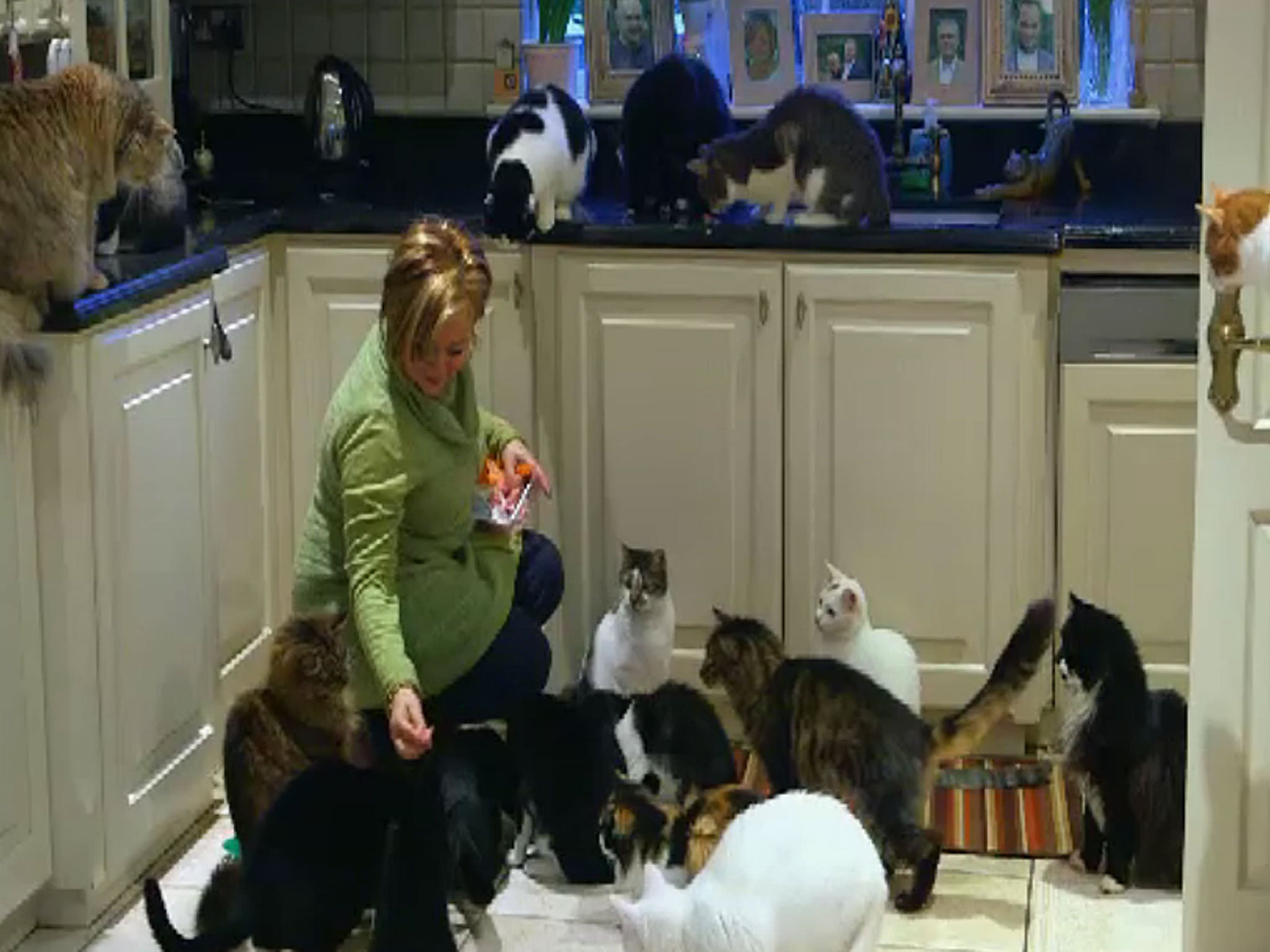 Self-confessed 'mad cat woman' Silvana has 52 cats